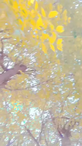 #سنگت_ویڈیو_وائرل_کریسو_آپ_ہیں🥀🌼🙈✨🎇 #creatorsearchinsights 