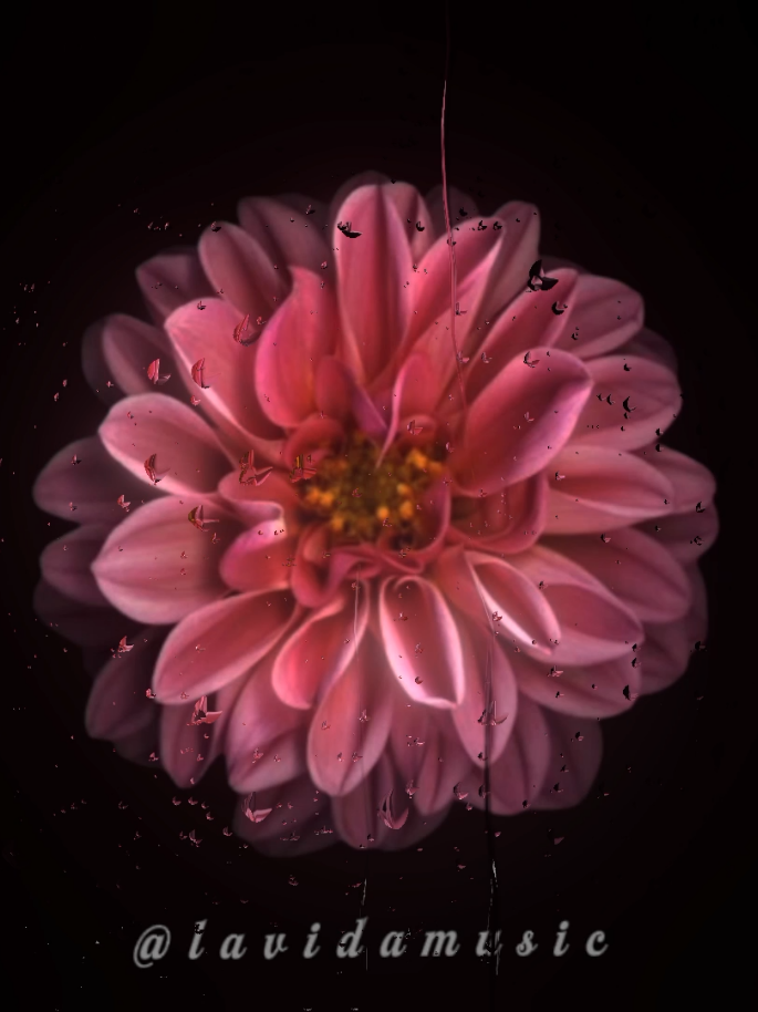 I Wanna Be Yours #lyrics #songs #music 