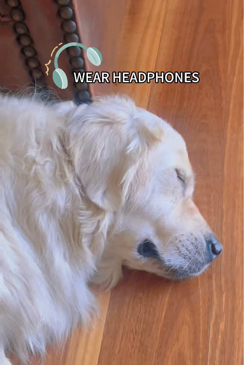 Funny dog snoring 😴 headphone recommendation#funnydog #dog #dogsoftiktok #fyp #funnyvideos 