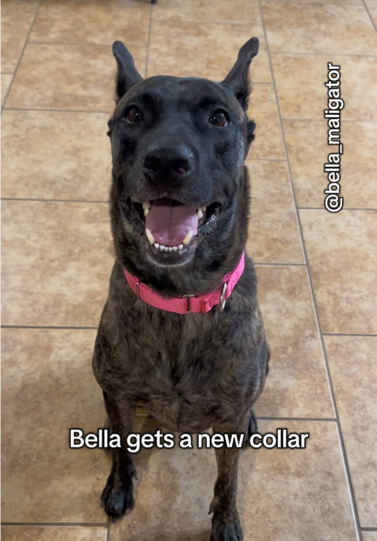 Thank you @Heather for my new hot pink collar #bellamail #bellapackage #hotpink 
