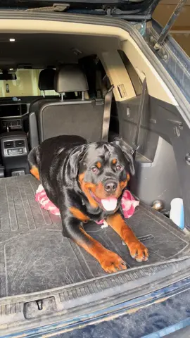 Pre training flashback! 😂😂🖤🤎#dog #doglover #doglife #rottweilersoftiktok #rottweiler 
