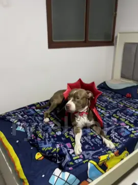 Que noooo! Así me voy a dormir amá 🥹🥹🤭 #tyra #tyralapitt #viral 