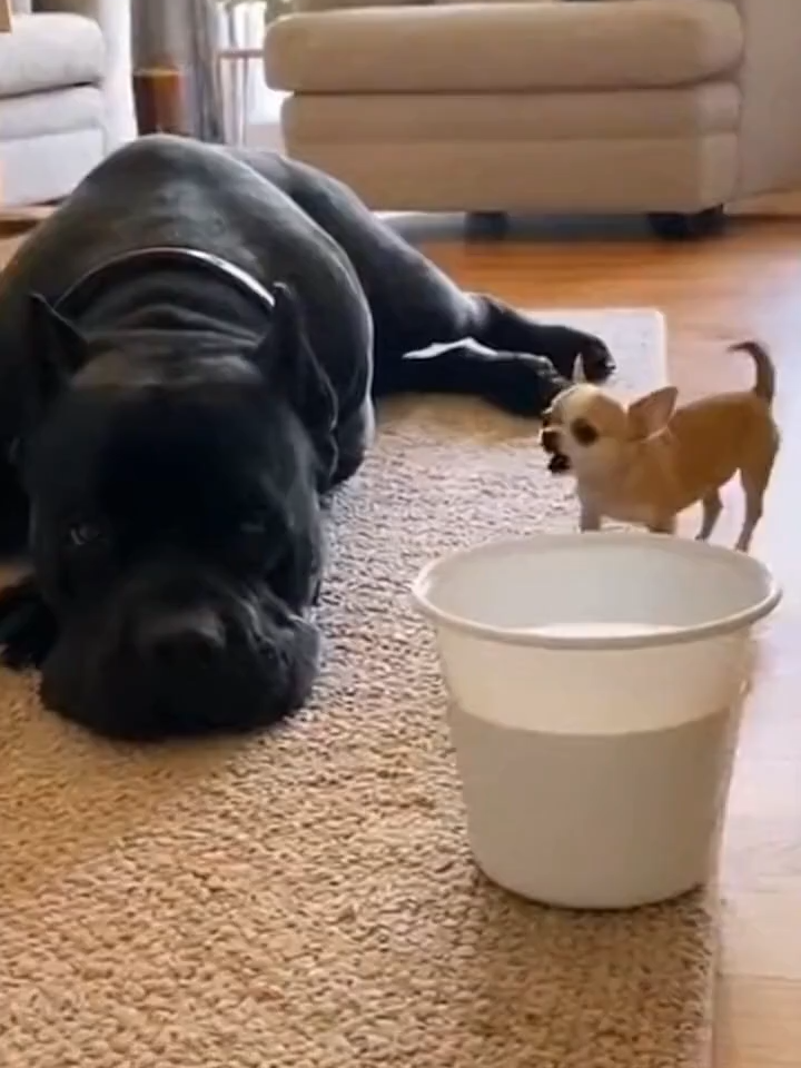 When the Chihuahua keeps barking… and the Cane Corso finally says “enough.” 😂🐾 #FunnyDogs #CaneCorso #Chihuahua #DogTok #PetComedy ⬇️ Follow for daily laughs and real pet moments! ❤️