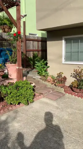 When your dog is full of energy 😂🐶#dogtiktok #fyp 