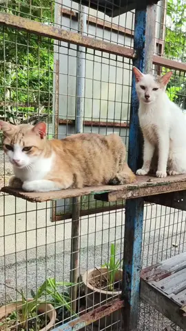 Suasana pagi dipagi minggu yang baharu setelah selesai sesi pembasuhan keseluruhan kawasan.  Terima kasih banyak yang berkongsi rezeki dari segi makanan.  Teruskan berkongsi ya.  Didoakan moga terus dimewahkan rezeki.  #cats #catsvideo #catsoftiktok #bustanakucingperlis #justiceforzara 