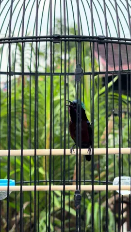 Udah bisa dibilang buka paru ga ini om?🤣😂 #kolibrininjaindonesia #koninisianmewah #konindadahitam #koningacor #koninmdn 