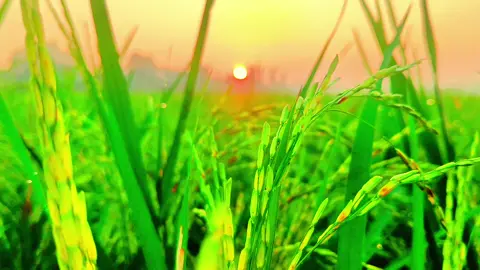 শীতের সকালে সূর্যোদয়ের আগ মুহূর্তের সৌন্দর্য 