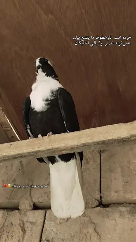 #حمام #هرافل #الناصريه #لعيون_الاصايل🥇🧿 @# ﮼زعــــــــلَآن🏁¹↻ ˹ @♯چـوكـكـهـه  🙋🏿😄... @آلد عہشہريہ @البارون @السلس.🍃 