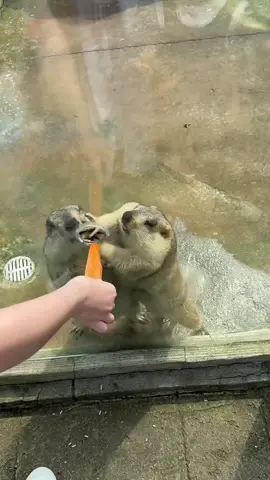 Của mày hết á 😂😂😂#petcute #khoanhkhacdangyeu 