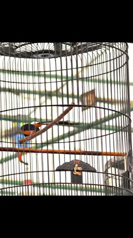 MB. Sabuk Inten di acara Dansat Brimob Cup II 📍Lapangan GnT Pondok Cabe  #muraibatuindonesia #kicaumaniaindonesia #muraibatu #kicaumanianusantara #muraibatumania 