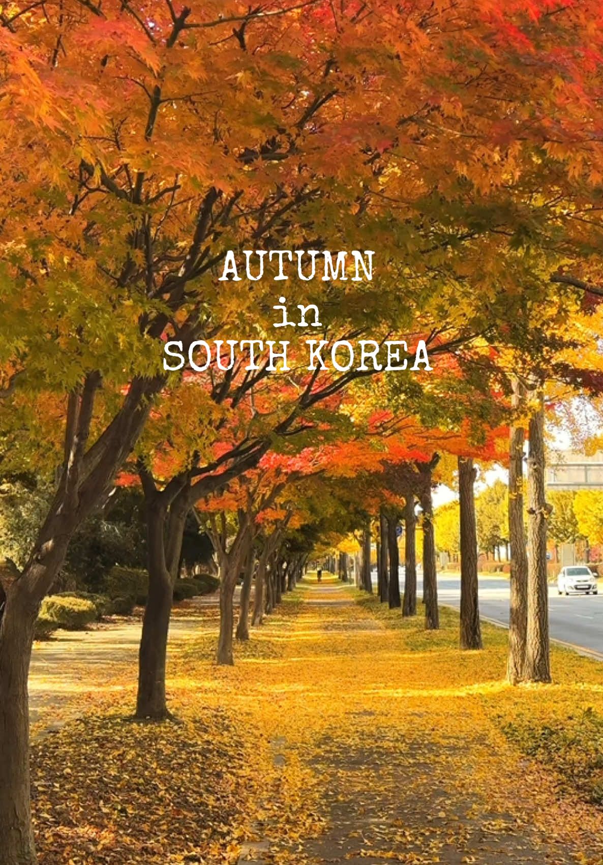 Autumn in South Korea 🇰🇷  #autumninkorea #autumnvibes #autumninseoul #autumn2025 #fallseason 