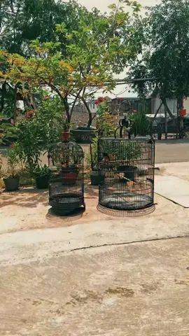 salam seduluran🙌😁 #muraibatuindonesia #sogonmaniaindonesia #fypviralシ #fypberanda #kicaumania 