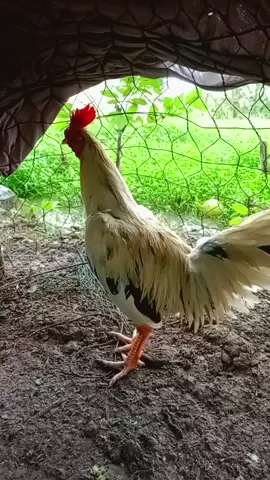 3k2 tay 1 nồi tốt 