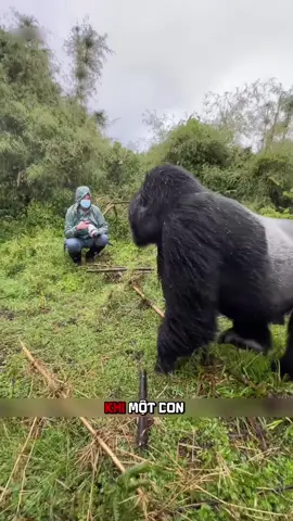 🦍 Điều Gì Xảy Ra Khi Bạn Nhịn Không Được Cười Trước Mặt Gorilla?. #khampha #thuvi #dongvat #gorilla #fyp 