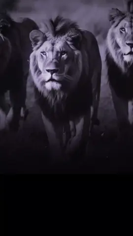 #CapCut #متابعه_لايك_كومنت_اكسبلور_فضلا_وليس_امر_اعادة_النشر🔃تصميم_فيديوهات🎶 #الزول_البخون_عرض_الرفيق_مو_راجل #سودانيز_تيك_توك_مشاهير_السودان🇸🇩 #الشعب_الصيني_ماله_حل😂😂 