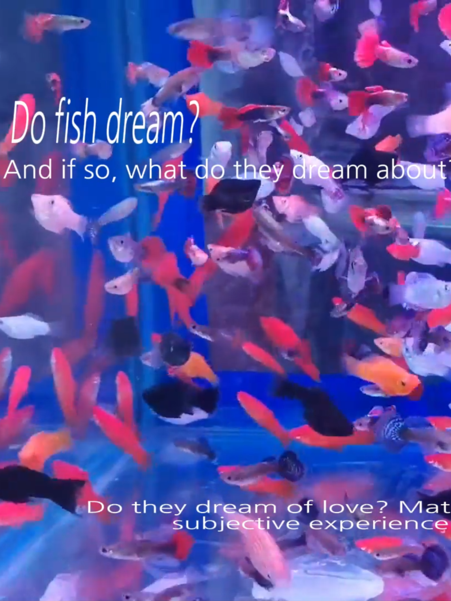There's something fishy about this... #fish #dreams #marinebiology #neuroscience