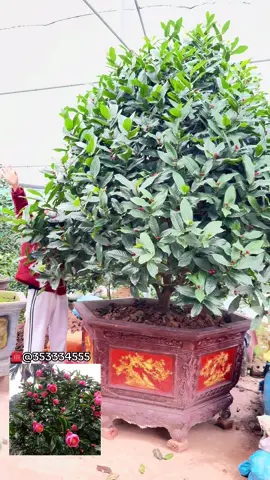 Chậu hải đường to đẹp, nụ kín mít. Anh Chị biếu tặng chơi tết alo em ☎️@353334555 #xuhuongtiktok #xuhuong #hoahaiduong #tết2026 #caysanvuon 