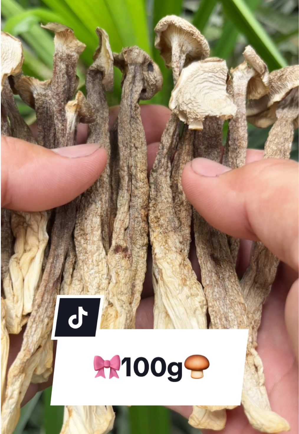 Nấm lộc nhung, nấm nhung hươu, nấm ngon, nấm khô #namlocnhung #namnhunghuou #namlocnhungkho #namlocnhungnguyencay #namngon 