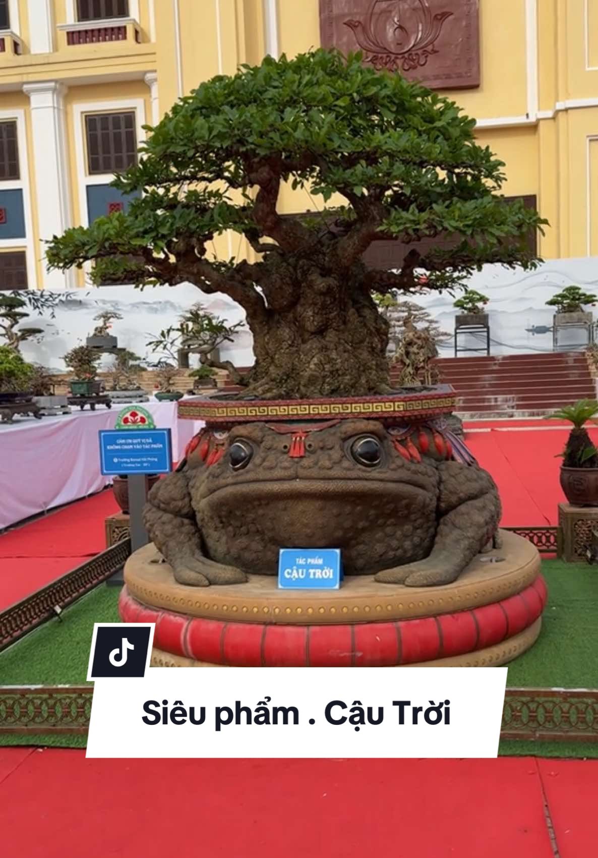 Tp Cậu trời ( lộc vường ) e mời các bác cùng chiêm ngắm cây 🥰🪴👑#xuhuong #bonsaivietnam #bonsai #câycảnh #xuhuongtiktok2025 