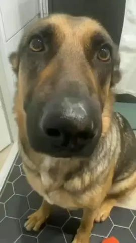 Heres the original video if yall wonder #hmhmhm #hmdog #hmdawg 