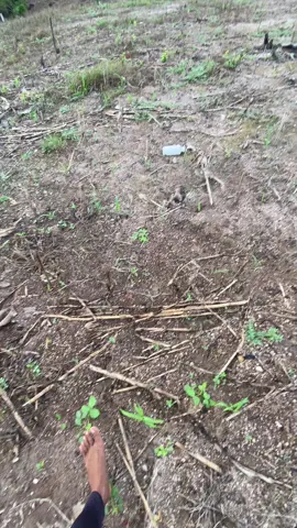 #xybca #fyp #paddare 