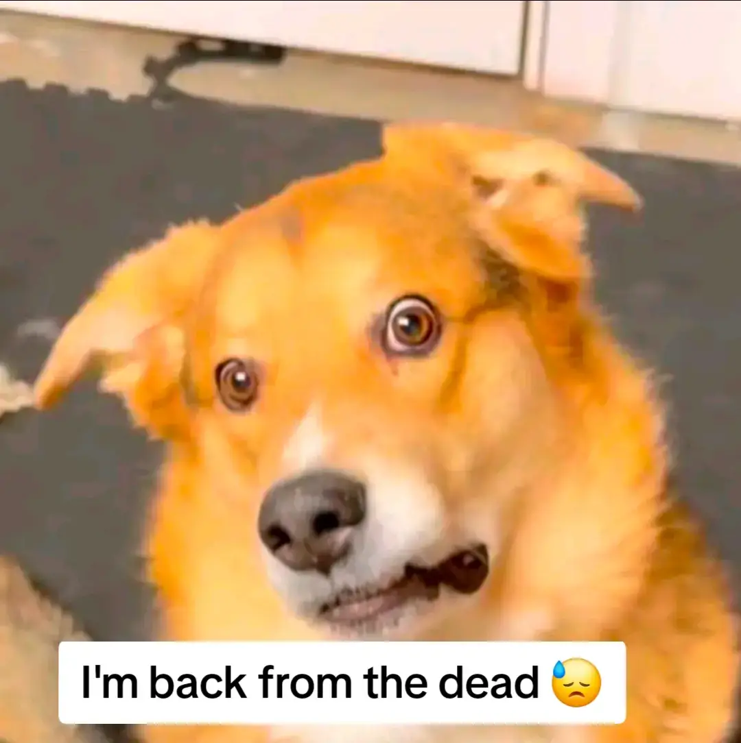 hiiiiiiiiii my birthday is just around the corner yay!!!! 😇😇😇😇 #wolf #furry #fyp #furryart #art 