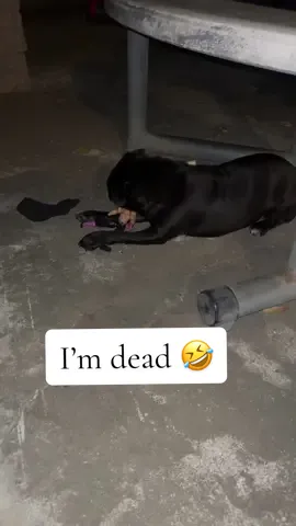 She got up so quick 🤣🤣🤣💀 #pugsoftiktok #funny #fyp #fy #viral 