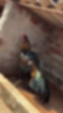 #aseellovers #shoqaseel #foryou #foryoupage #aseelclub223 