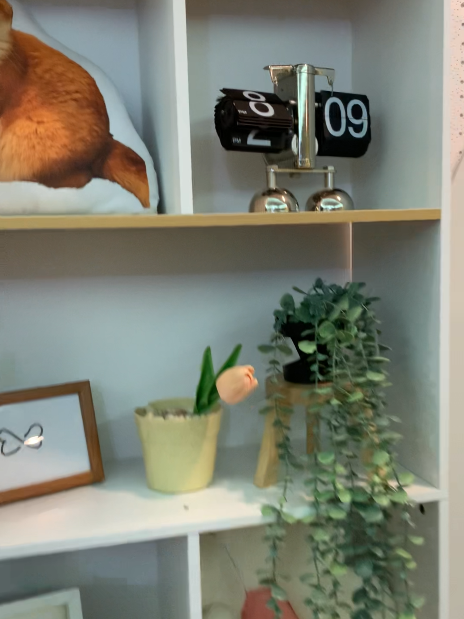 ชั้นเก็บของ ติดตั้งง่าย ตู้โชว#ชั้นเก็บของ ติดตั้งง่าย ตู้โชว#อลิสคลังเฟอร์นิเจอร์จากโรงงาน #ช้อปกันวันเงินออก #ช้อปกันวันเงินเดือนออก #ช้อปมันส์วันเงินเดือนออก #tiktokshopช้อปกันวันเงินเดือนออก