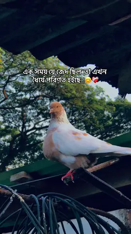 এক সময় যে জেদ ছিল’ তা এখন ধৈর্যে পরিণত হইছে..!😊❤️‍🩹 #foryou  #the_spydoo 