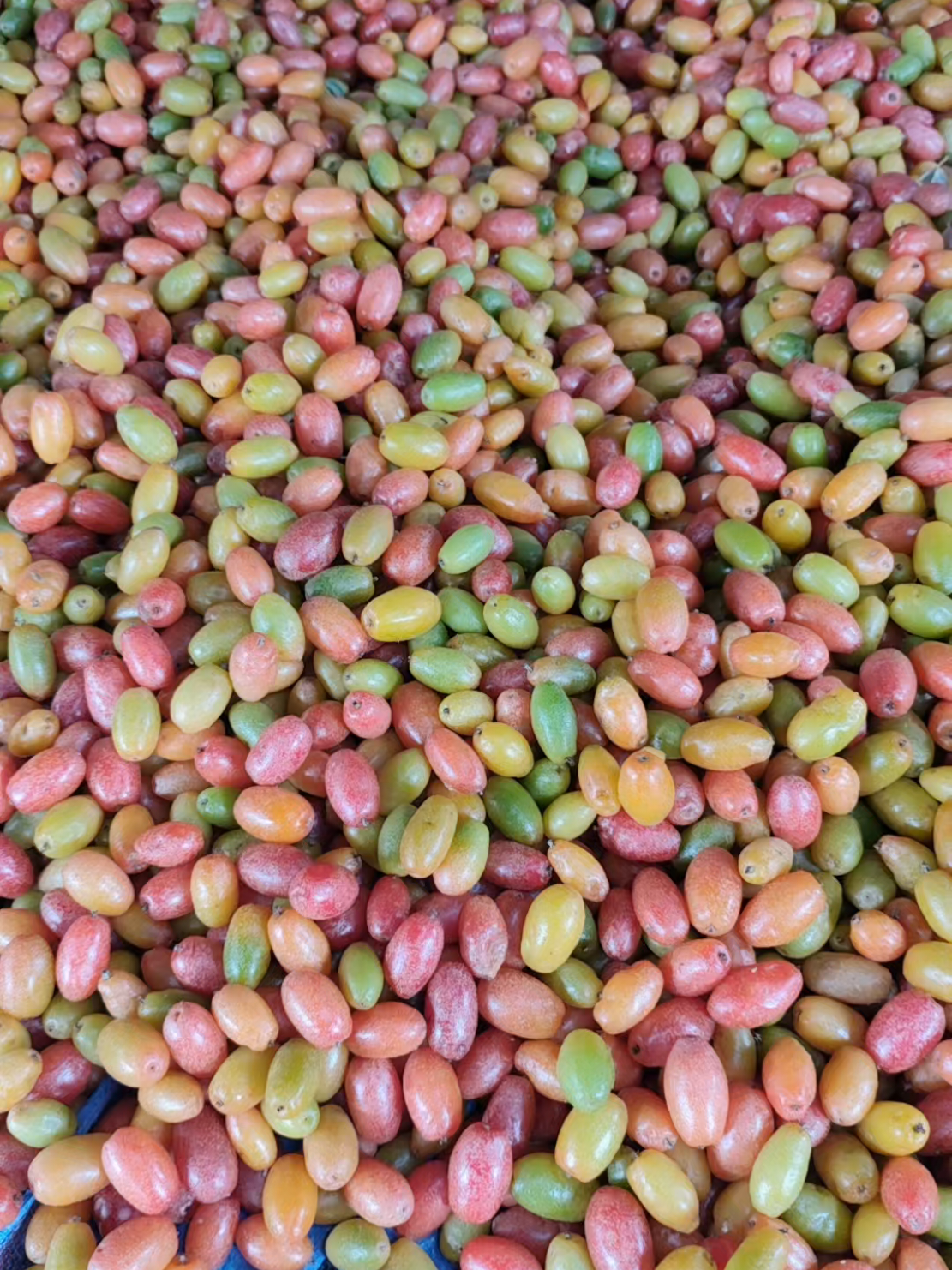 မှန်ဂူသီး ၁၄ရက်နေ့တွက် ကြိုမှာထားလို့ရပီရှင်း#ရှမ်းပြည်ထွက်သီးနှံမျိုးစုံရောင်းဝယ်ရေး #09262884684viber #တောင်ကြီး #မှန်ဂူသီး 