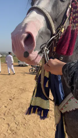 😎🐎☠️#horse #horselovers #unfrezzmyaccount #horselovers #horse 