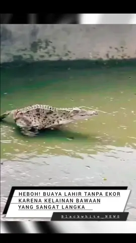 heboh _ Baru-baru ini, dunia maya dihebohkan oleh video seekor bayi buaya yang lahir tanpa ekor sebuah fenomena yang sangat langka dalam dunia reptil. Kondisi ini dikenal sebagai anomali kongenital, yaitu kelainan bawaan yang terjadi saat masih dalam tahap embrio. Bagi buaya, ekor adalah bagian tubuh yang sangat penting. Ia berfungsi untuk menjaga keseimbangan, membantu saat berenang, hingga menjadi alat utama saat berburu. Karena itu, buaya tanpa ekor seperti ini hampir mustahil bisa bertahan hidup di alam liar. Namun, si kecil unik ini kini dirawat di lingkungan yang terlindungi, di mana para ahli dapat mengamatinya lebih lanjut — sebuah kesempatan langka untuk mempelajari bagaimana alam dapat “menyimpang” dari kebiasaannya. Menurut laporan ilmiah, kasus seperti ini sangat jarang terjadi, dan hanya beberapa ekor buaya tanpa ekor yang pernah terdokumentasi di seluruh dunia. Fenomena ini menjadi pengingat bahwa alam tidak selalu mengikuti aturan yang kita kenal, dan kadang memberi kita keajaiban tak terduga.  Alam memang misterius, dan di balik setiap keanehan, selalu ada pelajaran berharga untuk dipahami. #Buaya #Crocodile #BuayaTanpaEkor #AnomaliKongenital #KeajaibanAlam 