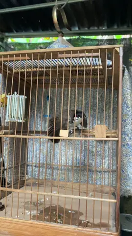 Các bác cho e hỏi múa như này đang lên lửa hay gì ạ 😳#chàomaohotđấu #chimcanh #chaomaobaydau #xuhuong 