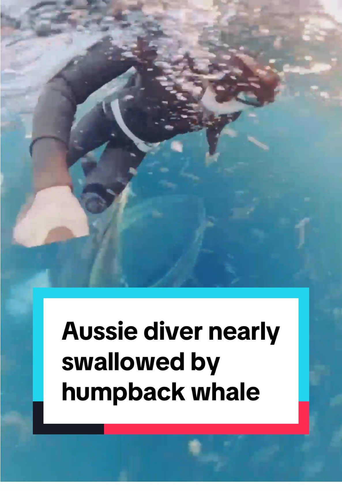As if we weren’t already afraid of the ocean 😩😭 An Aussie diver was beside herself when she narrowly avoided being swallowed by a massive humpback whale. #animals #animal #ocean #sea #swimming 