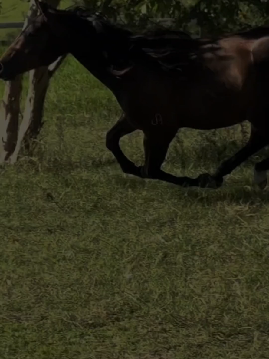 #CapCut Buenos días Dios 🙏🤠#Feliz lunes 🐎🪉🎶👌