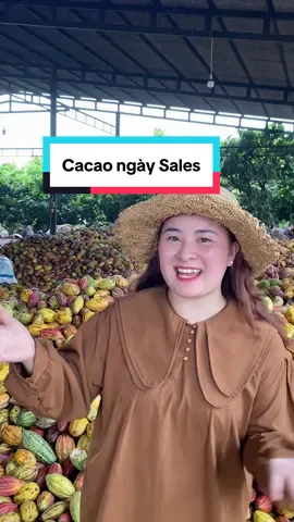 Ngày sa/les lớn cuối năm, mã Cacao nguyên chất và Cacao sữa ngon chuẩn bài không săn tiếc lắm mn nè #chuyencuaduc #daklak #cacao 