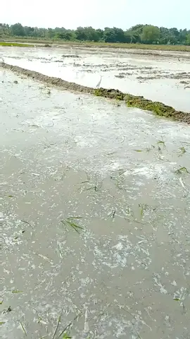 #කුරුණෑගල_අපි # #පොලොන්නරුවෙ_අහස_යට🇱🇰 