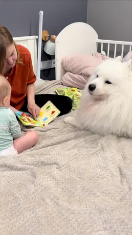 Продолжение уже любимой рубрики «Развивашки с Гешей». Все еще пытаемся осилить звукоподражания 🐭 #самоед #собака #буднисмалышом #малышисобака #мамавдекрете