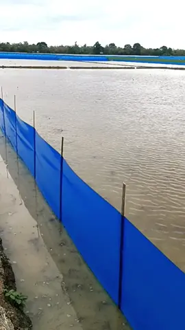 plastik sawah #plastik #fyp 