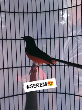 power +++ Lagu Panjang