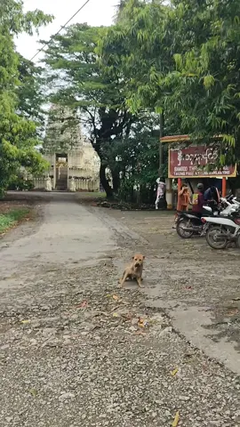 #ဆုတောင်းပြည့်စရီမဟာစူဠာမဏိဘုရား နှီးဘုရားအနည်း။