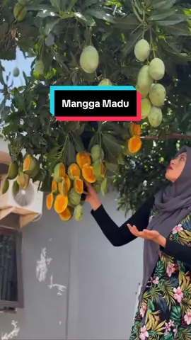 Bikin Smoothies Mangga Madu #fyp #foryo #panenbuah #dola #id 
