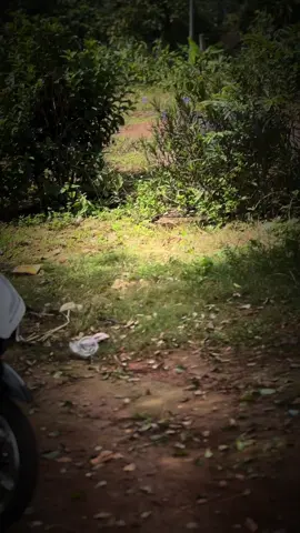 #viral #vario #xuhuong #kiếnđức_đắknoong #xuhuongtiktok vario còn hót không ta✈️