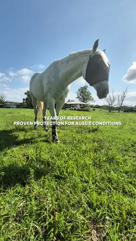 Years of Research, Proven Protection 🇦🇺 Wild Horse products are backed by years of research and made specifically for Australian horses. Developed alongside veterinary experts, our insect-repellent fabrics are proven to protect against midges, mosquitoes and biting flies. Tough enough for Aussie conditions — gentle enough for your horse 💙 #WildHorseAustralia #HorseRugs #EquineResearch #AustralianHorses #FlyProtection
