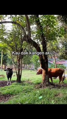 #katakata #foryoupage #perabumulih 