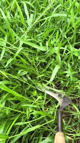 #sobatngaret #tukangngarit #peternakmuda #fyp 