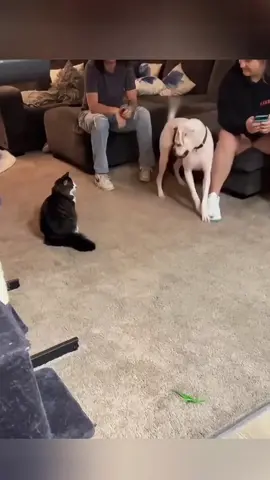 Funny dog 🤣🤣🐶#funnyvideos #dogsofttiktok #funnytiktok #fyp #foryou 