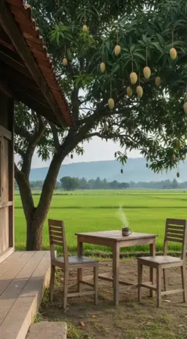 Beranda rumah di tepi sawah #pesonadesa #nature #creatorsearchinsights  #fyppppppppppppppppppppp 