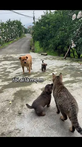 khó vẽ nụ cười mà #yeudongvat76 #khaidihoc #meo 